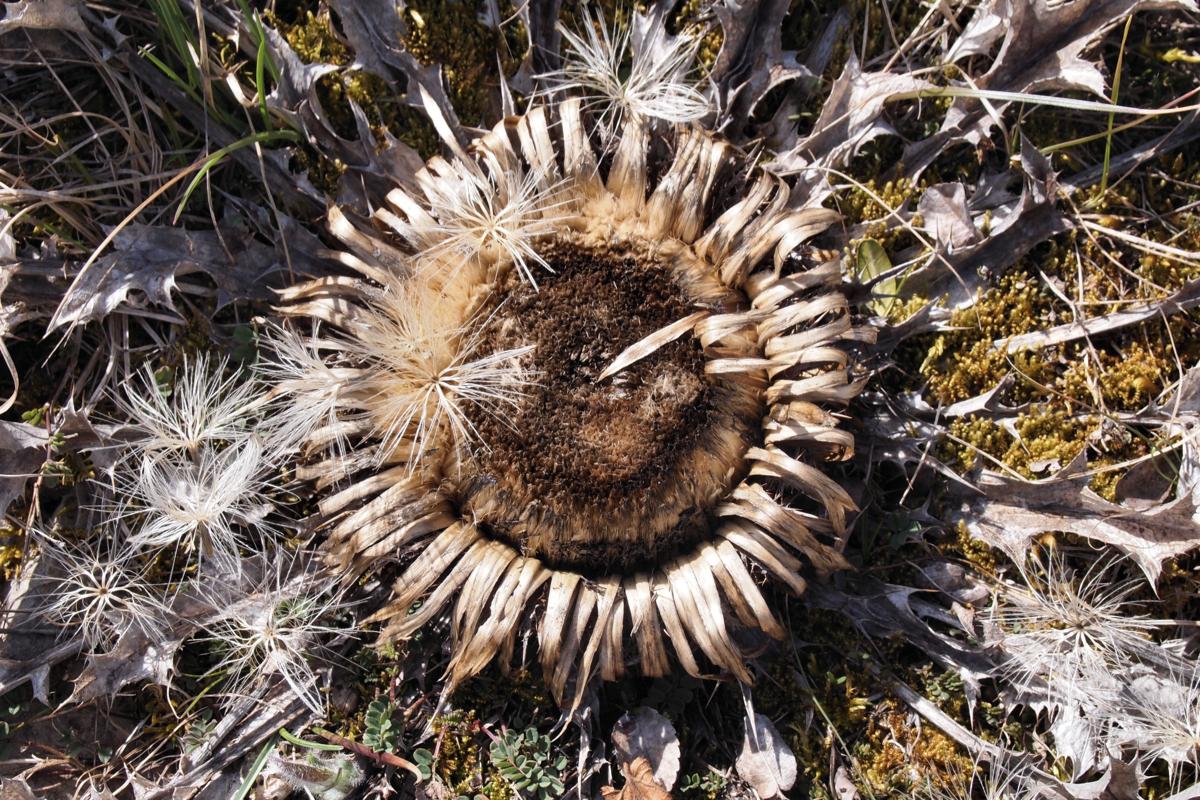 Acanthus thistle fruit